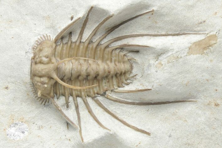 Rare, Spiny Ceratonurus Trilobite - Black Cat Mountain #221030